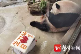 「视频」常州淹城野生动物世界大熊猫琪琪11周岁生日，抱着庆生蛋糕吃着吃着睡着了图片