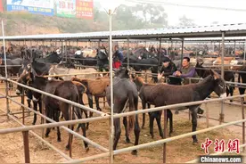 第六届东北驴博会在沈阳法库举办 诞生“驴王”与“驴后”图片
