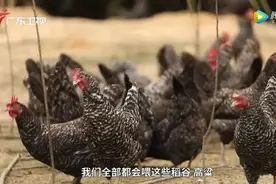 深山里放养的芦花鸡，杂粮散养质更高！绝对不能错过的美味图片