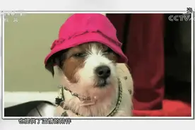 被动物咬伤抓伤该如何应对？专家提到的这几点，您应该了解→图片