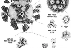 张伯礼李兰娟齐点赞 新冠病毒完整结构图到底多牛图片