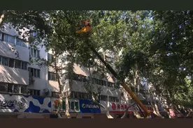 长得枝繁叶茂 3500棵法桐为啥被断枝？图片