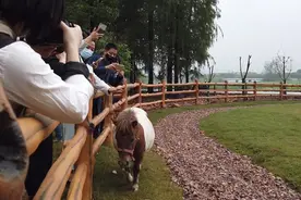 沉浸体验式动物园抢鲜看！武汉野生动物王国撩开神秘面纱视频封面