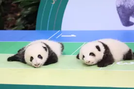 好萌！7只大熊猫宝宝集体亮相庆国庆图片