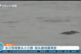 南京：长江惊现数头小江豚，探头嬉戏露笑脸，视频画面曝光！视频封面