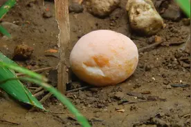 银杏果有毒？银杏果是药？银杏果到底能不能吃，听听专家怎么说