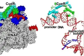 分子植物卓越中心等揭示细菌Class III转录激活机制图片