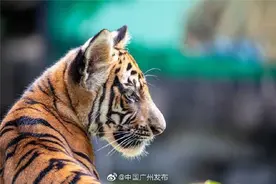 萌翻啦！“十一”期间华南虎双胞胎约见你图片