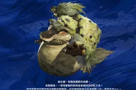 《怪物猎人：崛起》河童蛙与青熊兽争夺地盘动画公开 太萌了图片