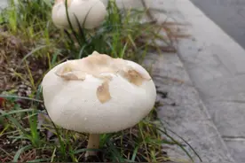 杭州一男子急了！街头发现个头很大的蘑菇，转眼就不见了图片