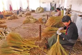 千年笤帚苗变成致富“金扫帚”图片