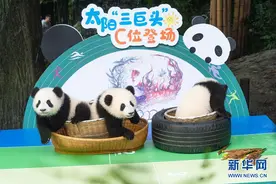 2020年成都新生大熊猫幼仔国庆前亮相图片