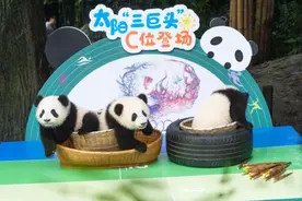 2020年成都新生大熊猫幼仔国庆前亮相图片
