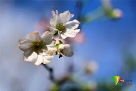 日本东京樱花秋季绽放“十月樱”美不胜收图片