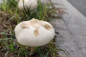 警惕！杭州街头这种又白又大的蘑菇千万别吃！专家：有剧毒图片