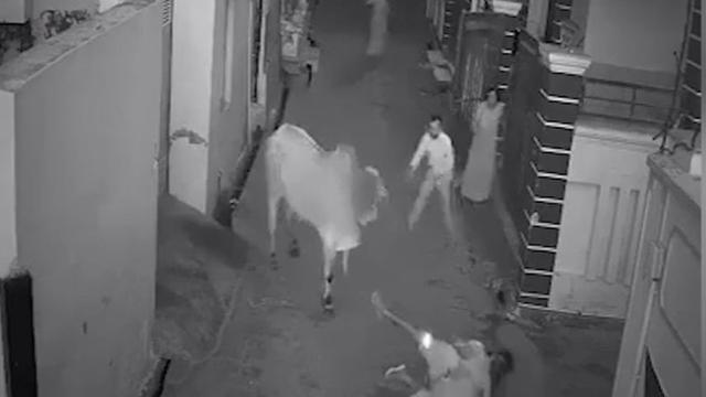 解救乡村公牛攻略（印度一70岁老人遭公牛袭击 在孙子和路人帮助下逃脱）