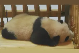 很黄很稀有！你是大熊猫家族最靓的仔图片