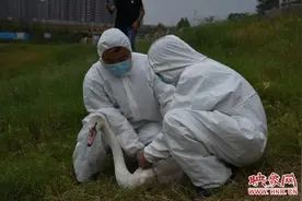 郑州网红小天鹅误食鱼线患病 经过12天治疗重回贾鲁河图片