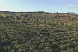 吉林：“苹果梨之乡”丰收季视频封面