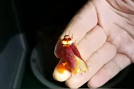 有没有被惊到！这里住着36亿只“小强”，很多人盼着“吃”它治病图片