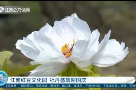 常熟江南红豆文化园：罕见！江南牡丹二次开花，喜迎国庆视频封面