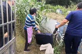 义乌大妈很着急：马蜂袭“鸡”，一只被蛰死了图片