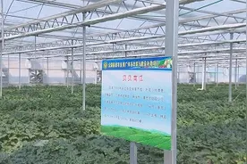 43秒｜潍坊青州：构建现代农业标准化体系，培强做大现代农业图片