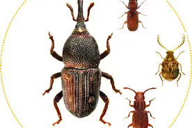 海关小知识|进境粮中的常见害虫图片