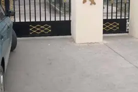 石家庄一小学部分学生出现发热呕吐症状，教育局：正开展病源调查图片