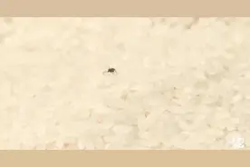 上海知名超市内散装杂粮爬满小虫！店员却冷漠说：不要紧的图片