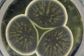 面对超级细菌，科学家挖了青霉菌的“祖坟”……图片