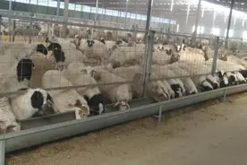 已进隔离免疫区，蒙古国捐赠的3万只羊真的要来了图片