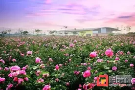 大安团结镇玫瑰海有玻璃桥啦图片