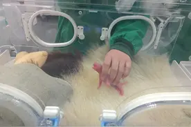 生啦！卧龙神树坪基地诞下一对大熊猫双胞胎图片