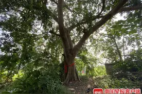 南宁一棵直径约50米的参天大树“服从大局”，为路“让道”位移50米图片