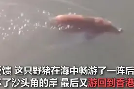 继骡子、火烈鸟上路奔跑后，野猪游泳成深圳海面一道别样风景线图片