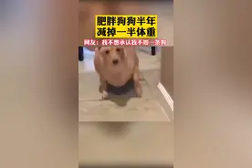 太励志！小肥狗半年减掉一半体重，网友：“我还不如一条狗！”图片