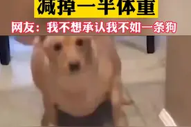 太励志！小肥狗半年减掉一半体重，网友：“我还不如一条狗！”图片