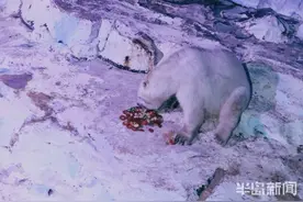 北极熊、企鹅、白鲸……极地动物吃上月饼大餐图片