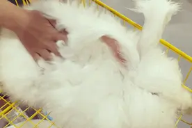 比猫狗好撸，比香猪安静，风行上海的撸兔馆你去过吗？图片
