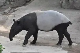 合肥野生动物园“上新”啦！孩子们一定超喜欢图片