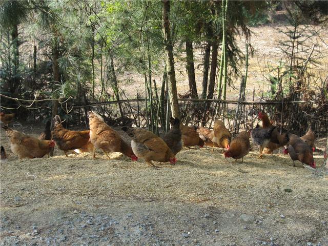 衢州新增4个国家农产品地理标志