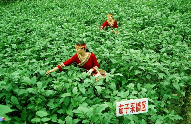 衢州新增4个国家农产品地理标志