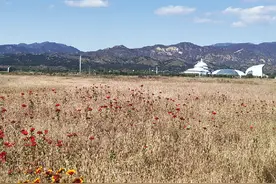 金色敕勒川视频封面