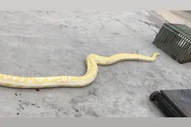 宾阳一汽车展厅惊现4米长黄金蟒蛇！所幸无人被蛇所伤图片