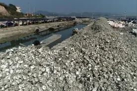 铁涌赤岸村：蚝壳处理厂让蚝壳变废为宝图片