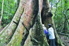 海南原始热带雨林现在是啥样的？图片