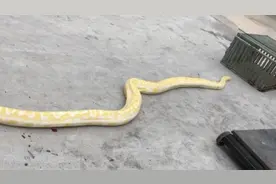 宾阳一汽车展厅惊现4米长黄金蟒蛇！所幸无人受伤图片
