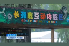 身高近4米的长颈鹿拥有大长腿？假的！真相原来是这样→图片