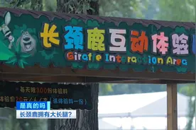 身高近4米的长颈鹿拥有大长腿？假的！真相原来是这样→图片